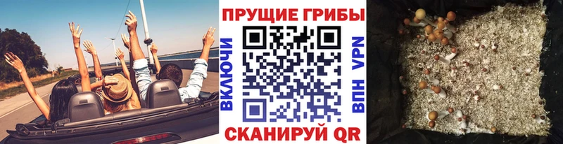 Псилоцибиновые грибы MAGIC MUSHROOMS  где можно купить наркотик  Морозовск 